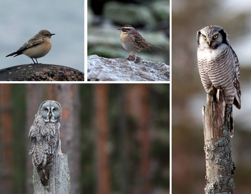 Foto: Lappuggla -Håkan Sterner Hökuggla, SibJärnsparvo Nunnestenskvätta-GunnarWijk